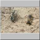 Andrena flavipes - Sandbiene m001e 10mm - Sandgrube Niedringhaussee-det.jpg